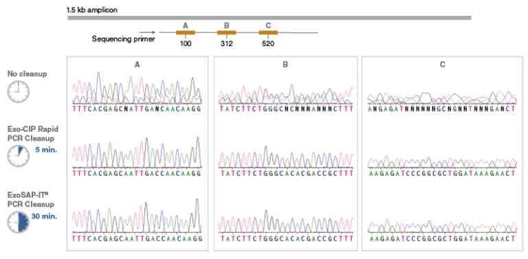 Exo Cip Rapid Pcr Cleanup Kit For Pcr Purification New England Biolabs Gmbh 